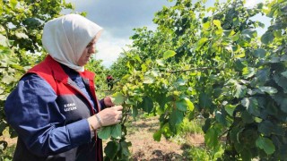 Yeni sezon öncesi fındık bahçelerinde saha incelemeleri sürüyor