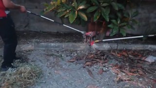 Yerleşim alanlarında görülen yılanlar itfaiyeyi harekete geçirdi