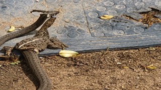 Yılanın, kurbağayı avlama anı cep telefonu ile görüntülendi