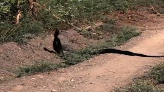 Yılanların dansı kameralara yansıdı