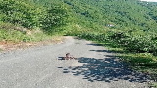 Yolda gördüğü karaca yavrularına Arçil ve Şota adını verdi