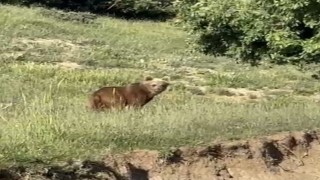 Yozgatta ayılar, o köyü mesken tuttu