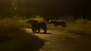 Yozgatta köy içerisinde iki ayı görüntülendi