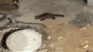 Yüksekovada gece yarısı kameralara yakalandı: Görenler gözlerine inanamadı