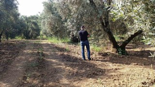 Zeytin sineğine karşı entegre mücadele çalışmaları hız kesmeden devam ediyor