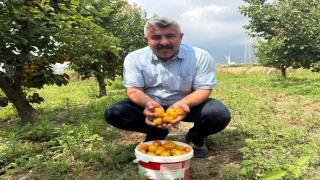 Ziraat mühendisinin tavsiyesiyle diktiği kayısıdan 6 yıldır ürün alıyor