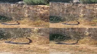 2 metrelik yılanların dansını kedi izledi