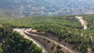 20 yıl önce serpilen sedir tohumları genç ormana dönüştü