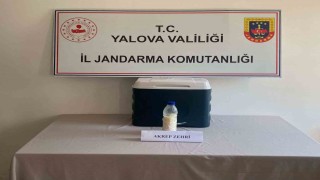 5 milyon dolarlık akrep zehri Yalovada yakalandı