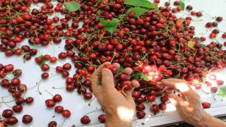 ABD ve Avrupa kirazda bu aromayı özellikle istiyor