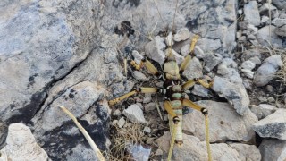 Adıyamanda 15 santimetrelik çekirge şaşırttı