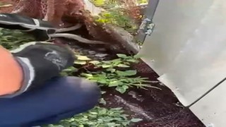 Ağa dolanarak mahsur kalan yılanı itfaiye kurtardı