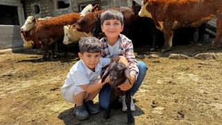 Ağrıda damızlık desteğiyle kırmızı et üretimi güçleniyor