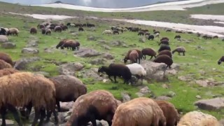 Ağrının yaylalarında yaz ve kış bir arada