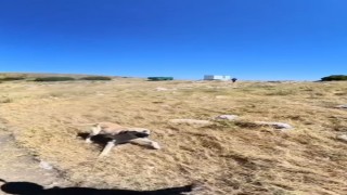 Aladağlarda BASE Jump sporcusuna çoban köpekleri saldırdı