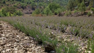 Alanya Belediyesinin lavanta bahçesinde ilk hasat yapıldı