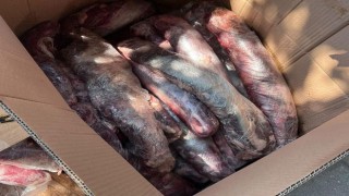 Alanya'da 300 Kilogram Şüpheli Kırmızı Et İmha Edildi