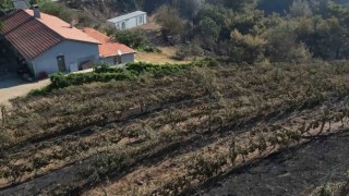 Alevler yılların emeğini kül etti...300 dönüm üzüm bağı ve tesis de küle döndü