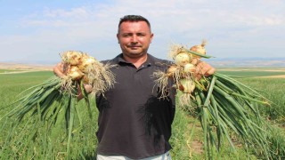 Amasyada soğan bir bardak çaydan bile ucuz