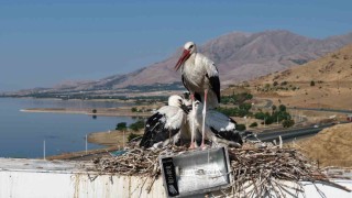 Anadoluda leyleklerin göç hazırlığı