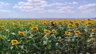 Anıza ayçiçeği ekimi yapan çiftçi kazanıyor