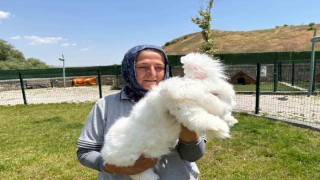 Ankara tavşanları yeniden hayat buldu: Hedef, üretim ve kadın istihdamı