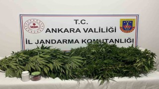 Ankaradaki narkotik operasyonunda 150 kök kenevir ele geçirildi