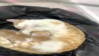 Anne kedi yavrularıyla Sosyal Yardımlaşma Vakfına sığındı