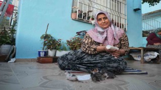 Anneleri telef olan yavru kedileri merhametiyle büyüten kadın, hayvanları biberonla besliyor