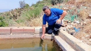 Antalya'da Sivrisinekle Mücadelede Gambusya Balığı Dönemi