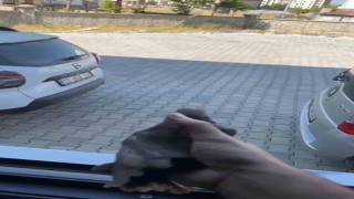 Apartman boşluğuna düşen sığırcık kurtarıldı