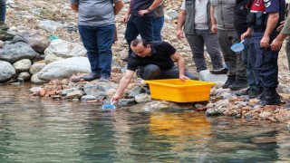 Artvin'de 30 bin kırmızı benekli alabalık yavrusu derelerle buluştu