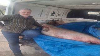 Av yasağının bittiği gün 130 kiloluk turna balığı yakaladı, nasıl doğrayacağını düşünmeye başladı