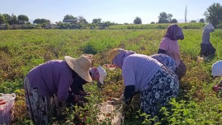 Aydında 12 bin 94 dekarda domates hasadı sürüyor