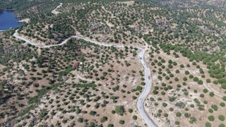 Aydında 15 yıl önce dikilen fıstıkçamları kozalak vermeye başladı