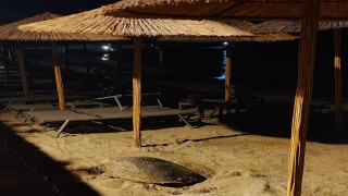 Aydının Kuşadası ve Didim kıyılarında caretta hareketliliği