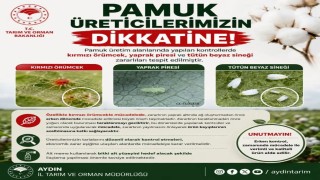 Aydınlı pamuk üreticilerine zararlı uyarısı