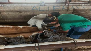 Aydıntepede ikinci tur buzağı küpeleme ve aşılama çalışmaları tamamlandı