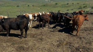 Aydıntepede ithal besilik sığırlarda karantina ve sağlık kontrolleri yapılıyor