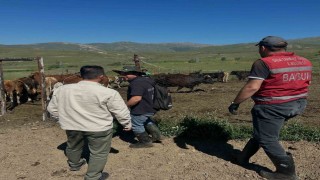 Aydıntepede üreticiye 15 ithal angus düve teslim edildi