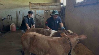 Aydıntepenin 8 köyünde buzağı küpeleme ve aşılama çalışmaları tamamlandı