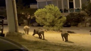 Ayvalıkta yaban domuzları şehre iniyor