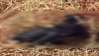 Bahçe yangınında hayvanlar telef oldu