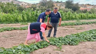 Barbunya ve kornişon salatalık da hastalık ve zararlı denetimi