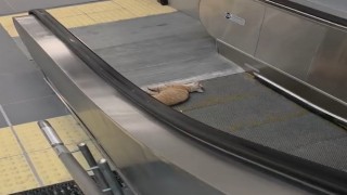 Başakşehir Metro İstasyonunda kedi yürüyen merdivene sıkıştı