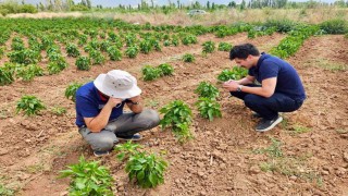 Başmakçıda sebze ekili alanlar kontrol edidldi