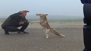 Bayburtlu aile yayla yolunda karşılaştıkları tilkiyi kekle besledi