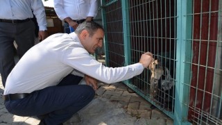 Bayındırda hayvan bakım evi ve doğal yaşam alanında inceleme