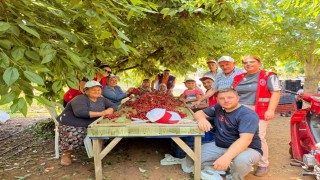 Bayındırlı gençler kiraz hasadına katıldı, üreticilere destek verdi