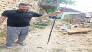 Baykanda yılan paniği
